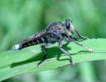 Robber Fly