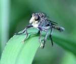 Robber Fly