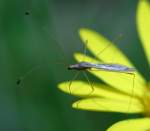 Stilt Bug