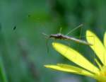 Stilt Bug