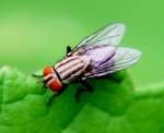 House Fly