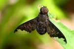 Bee Fly