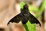 Bee Fly