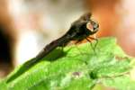 Bee Fly