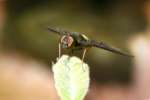 Bee Fly