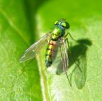 Long-legged Fly