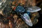 Blue Bottle Fly