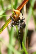 Robber Fly