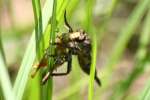 Robber Fly