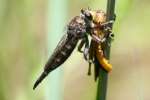 Robber Fly