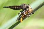 Robber Fly