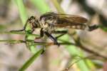 Robber Fly