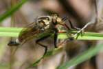 Robber Fly