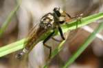 Robber Fly