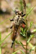 Robber Fly