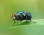 Blue Bottle Fly