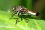 Robber Fly