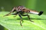 Robber Fly