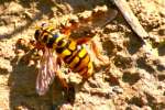 Yellowjacket Hover Fly