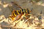 Yellowjacket Hover Fly