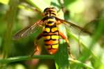 Yellowjacket Hover Fly