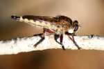 Robber Fly