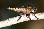 Robber Fly