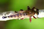 Robber Fly