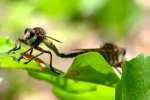 Robber Fly