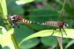 Robber Fly