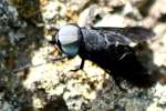 Horse Fly