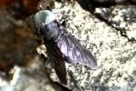 Horse Fly