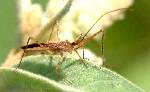 Long-necked Seed Bug