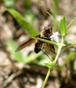 Progressive Bee Fly