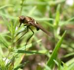 Progressive Bee Fly