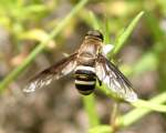 Progressive Bee Fly