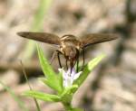 Progressive Bee Fly