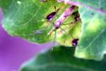 Long-necked Seed Bug