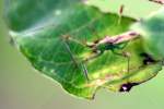 Long-necked Seed Bug