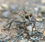 Robber Fly