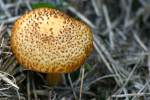 Fungus Among-Us