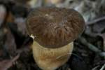 Fungus Among-Us