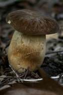 Fungus Among-Us