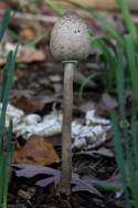 Unidentified Fungus Among-Us