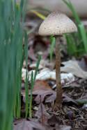 Unidentified Fungus Among-Us