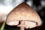 Unidentified Fungus Among-Us