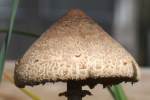 Unidentified Fungus Among-Us
