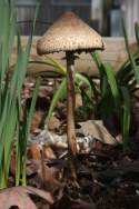 Unidentified Fungus Among-Us