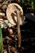 Unidentified Fungus Among-Us