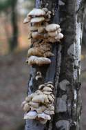 Unidentified Fungus Among-Us